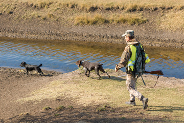 Hunters with a german drathaar and spaniel, pigeon hunting with dogs in reflective vests	