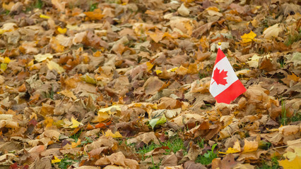 tiny Canadian flag in autumn leaves, military grave, no people, closeup