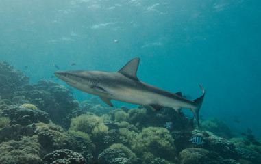 Obraz na płótnie Canvas Reef shark swimming