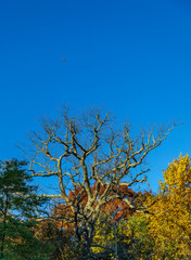 Dead tree against a blue sky