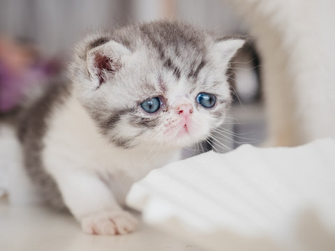 Exotic shorthair kitten
