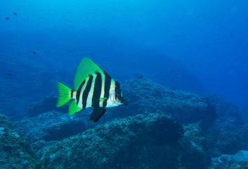 Lord Howe Island butterflyfish