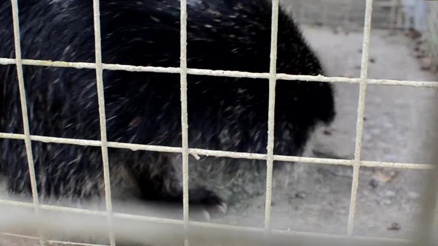Asian palm civet musang (Paradoxurus hermaphroditus), also called toddy cat, caged in conservation farm angry hissing