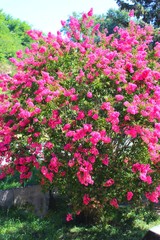 Fototapeta na wymiar lagestroemia rose dans mon jardin