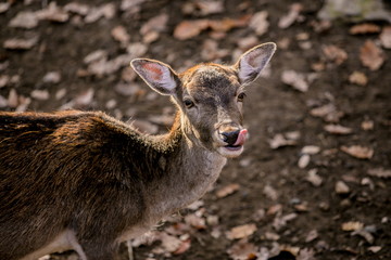 Fototapeta premium Portrait of brown reddish female fallow deer with yellow eyes and long eye lashes, big ears, licking its snout, blurry background, dry leaves on ground, sunny autumn day in a game park