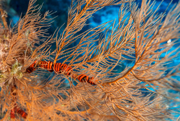 Orange soft coral on wall