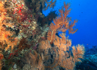 Fototapeta na wymiar Orange soft coral on wall