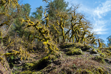 tree in forest