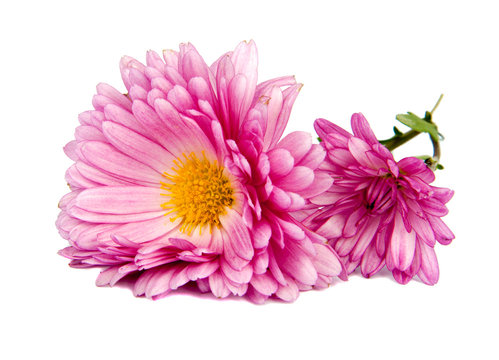 Chrysanthemum Pink Flowers Isolated On The White