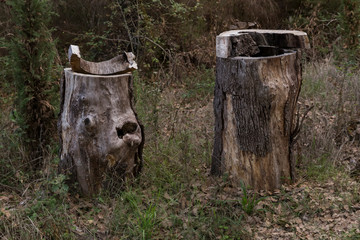 two tree stumps in forest