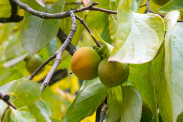 persimmon on the tree