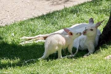 albino Western grey kangaroo with joey