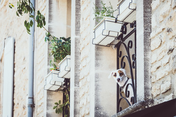 Chien jack russell regardant par le balcon