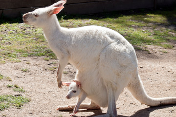 albino Western grey kangaroo with joey