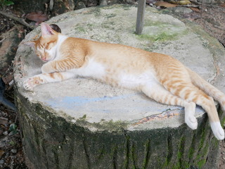 Fototapeta premium 寝ころぶ猫(茶トラ白)