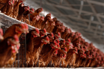 Chicken hatchery