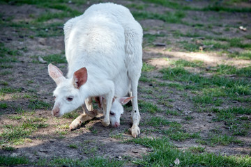 Obraz na płótnie Canvas albino western grey kangaroo with joey