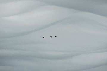 Geese flying with interesting cloud formation in the background