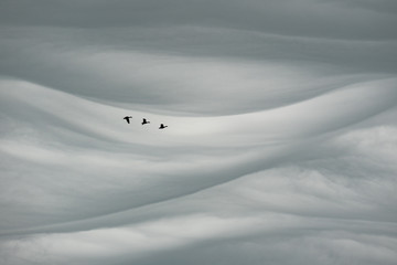 Geese flying with interesting cloud formation in the background