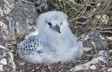 Young bird © The Ocean Agency