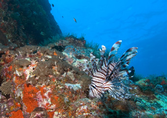 Lionfish