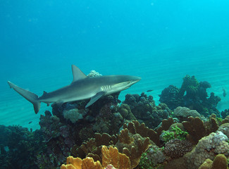 Fototapeta na wymiar Reef shark in Australia