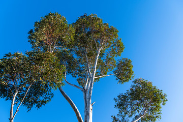 Gum Tree on a clear day