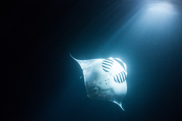 Manta ray swimming at night with light beam from surface