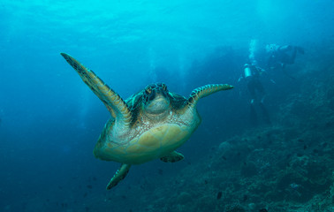 Obraz na płótnie Canvas Sea turtle swimming near divers