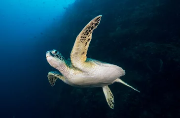 Tuinposter Sea turtle swimming on reef © The Ocean Agency
