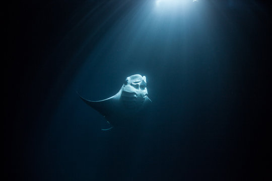 manta ray swimming torwards moonlight