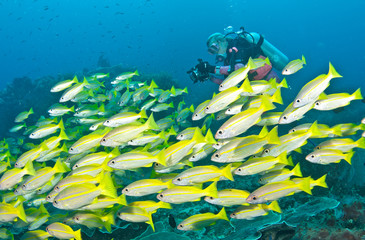 School of yellow fish near diver