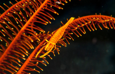An orange crinoid shrimp on a crinoid