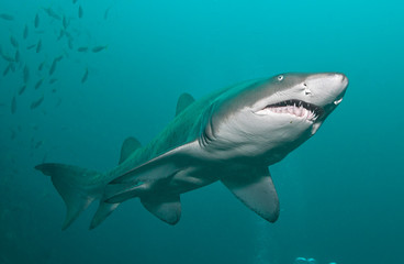 Shark from below
