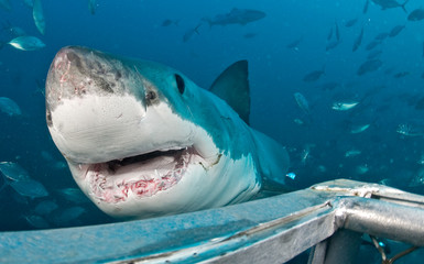 Great White Shark near diver cage