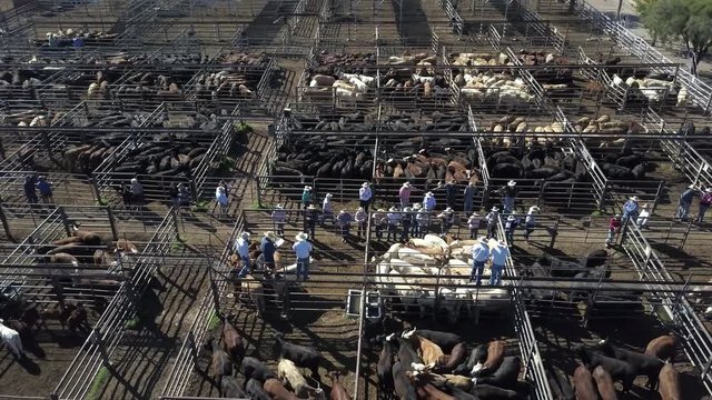 Aerial view of a cattle sale