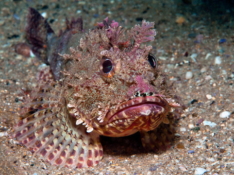  Scorpionfish