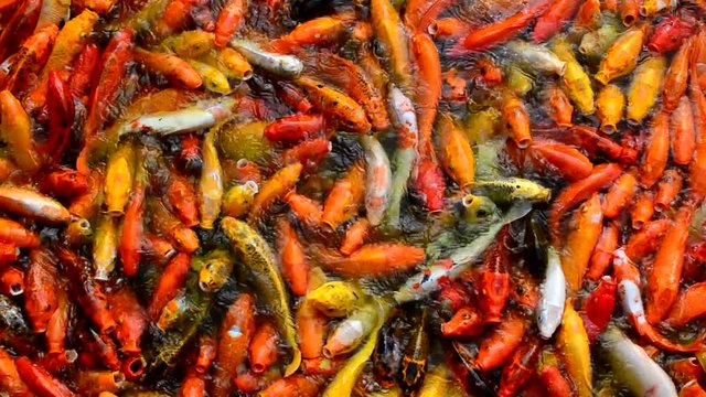 Busy Crowded Hungry Colorful Koi fish or fancy carp flock For Food on water pond