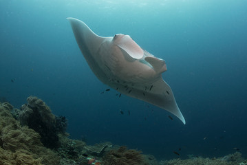 Giant oceanic manta ray swimming