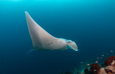 Giant oceanic manta ray swimming - obrazy, fototapety, plakaty