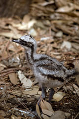 emu chick