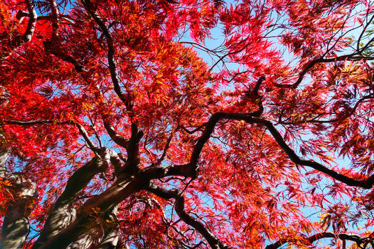  Autumn season colorful of leaves in Japan