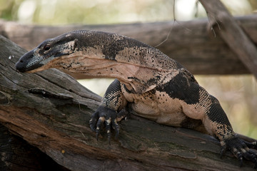 lace monitor lizard
