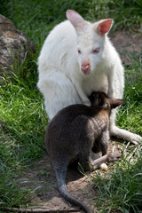An albino red necked wallaby with her joey