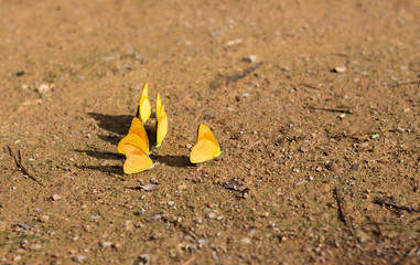 Fototapeta na wymiar Beautiful yellow butterflies in the nature habitat background,