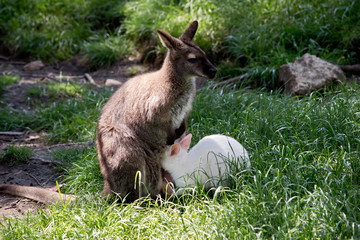 red necked wallaby with her joey