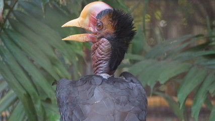 The helmeted hornbill is a very large bird in the hornbill family. It is found on the Malay Peninsula, Sumatra and Borneo. The casque accounts for some 11% of its 3 kg weight