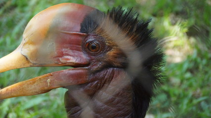 The helmeted hornbill is a very large bird in the hornbill family. It is found on the Malay Peninsula, Sumatra and Borneo. The casque accounts for some 11% of its 3 kg weight