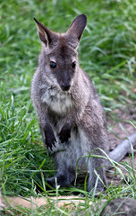A joey red necked wallaby