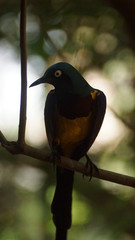 The golden-breasted starling is a small bird with a bright, blue tail and a blue back. It has a green head, white eyes, blue-violet wings, and a yellow breast, belly, and upper tail covers